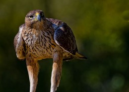 Ver aves en Arribes del Duero