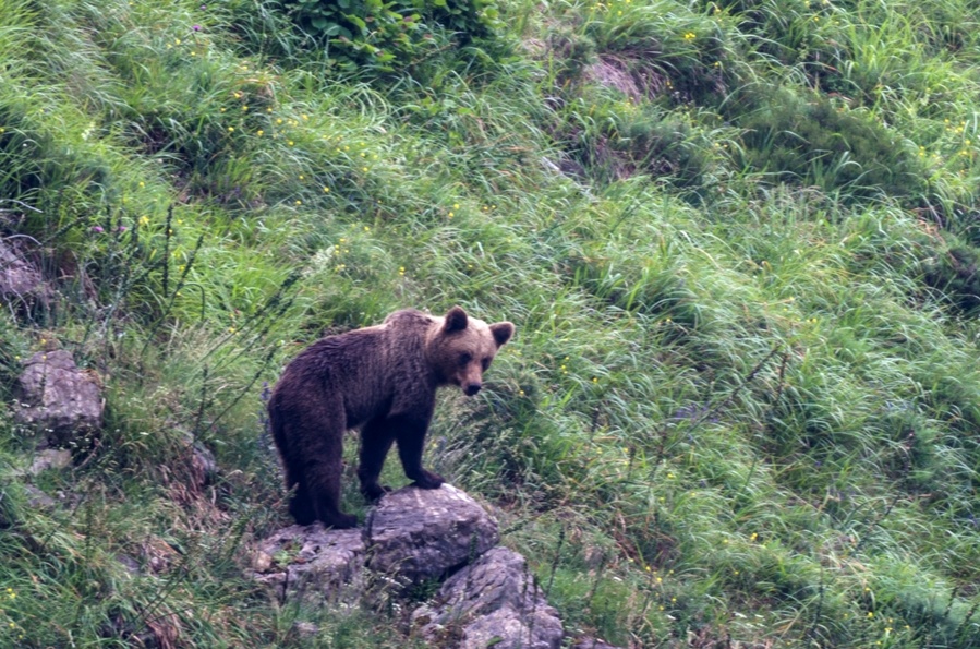 ver osos asturias