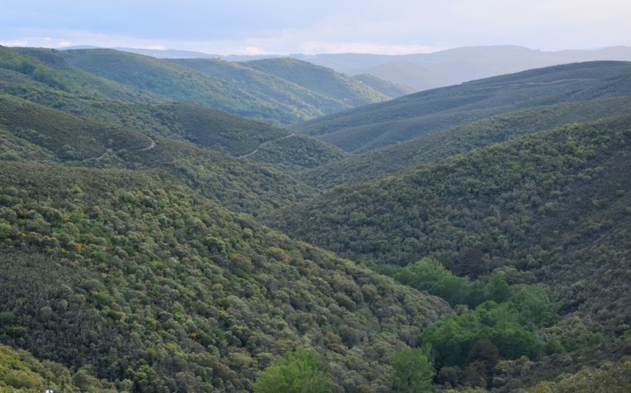 Sierra de la Culebra Berrea