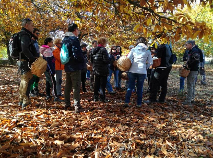 excursiones para recoger setas