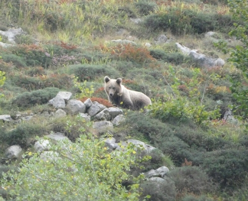 oso-cordillera-cantabrica