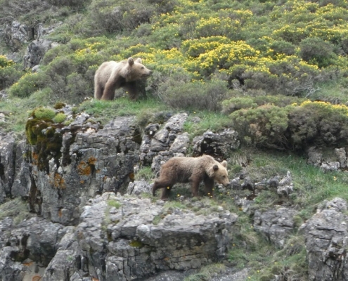 ver osos en asturias