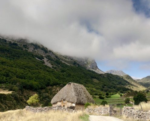 berrea asturias