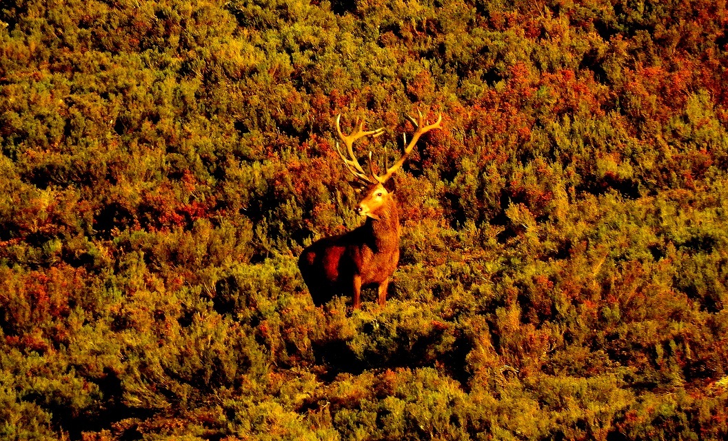 ver la berrea en asturias