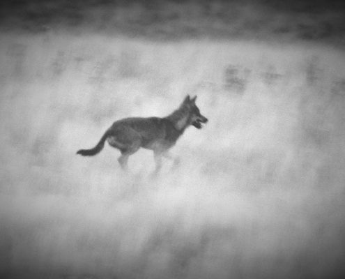 observacion-fauna-palencia